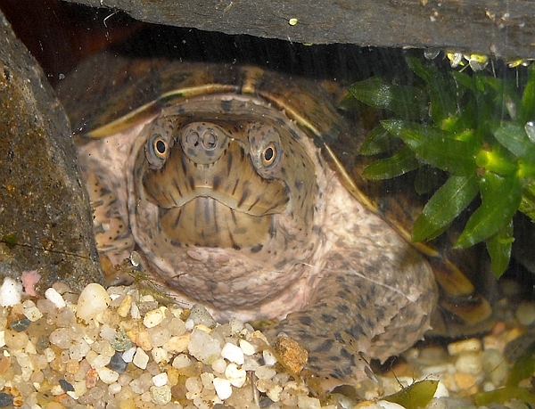 DachMoschusschildkröte Sternotherus carinatus